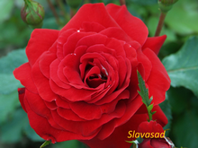 Nina Weibull (Ніна Вейбул) (Мультифлора)